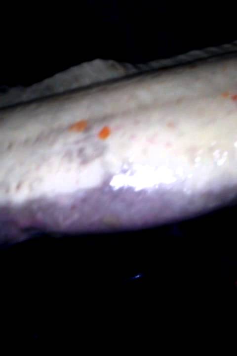 Monkey face eels