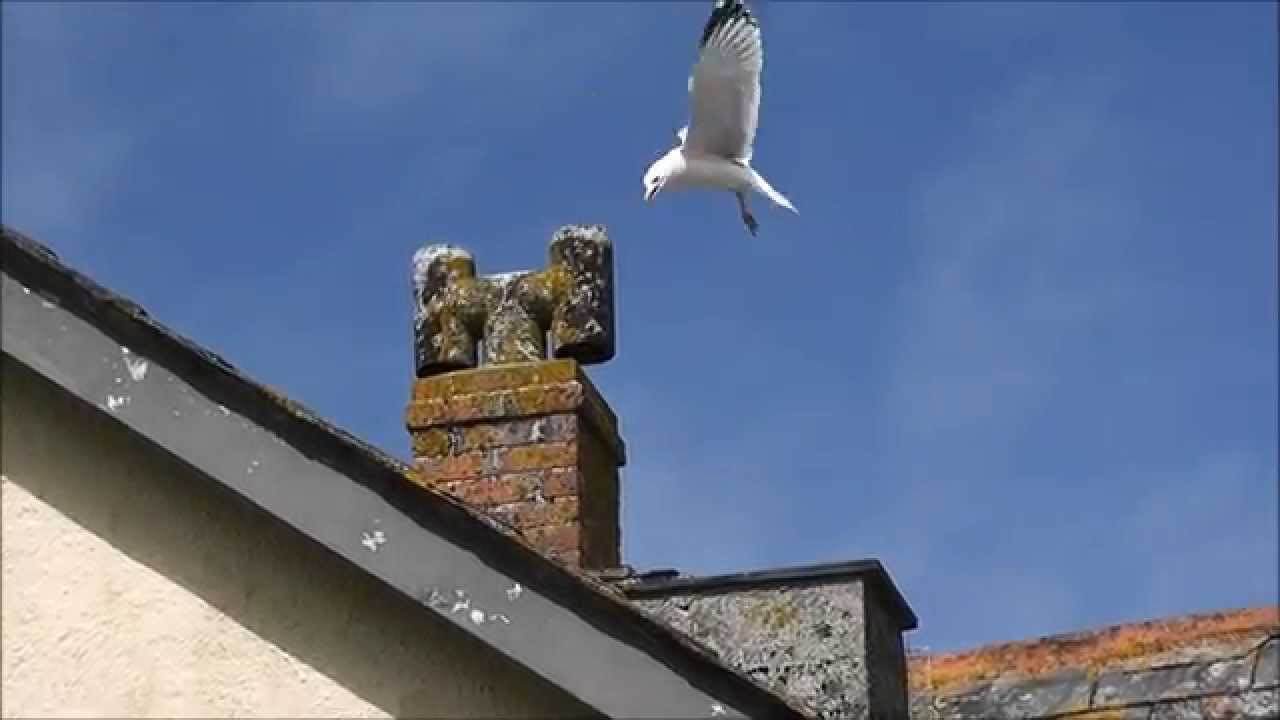 Seagull attacking Jackdaws nesting in chimney