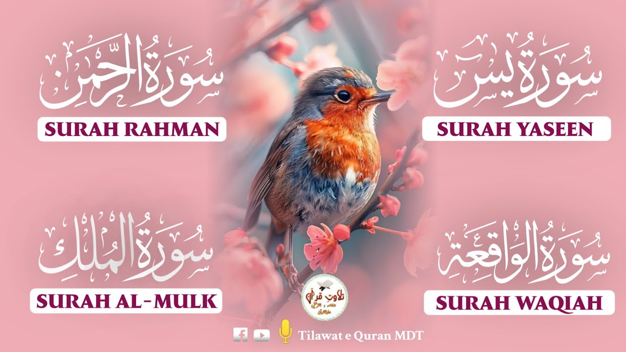 Divine Quran Recitation | Surah Waqiah, Rahman, Yasin & Mulk | الواقعة، الرحمن، يس، الملك
