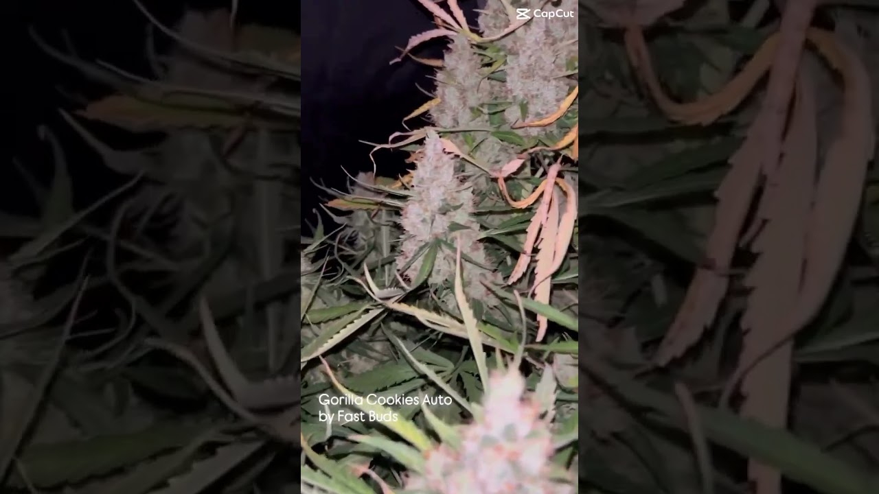 Gorilla Cookies Auto | Fast Buds by thecannabislife420
