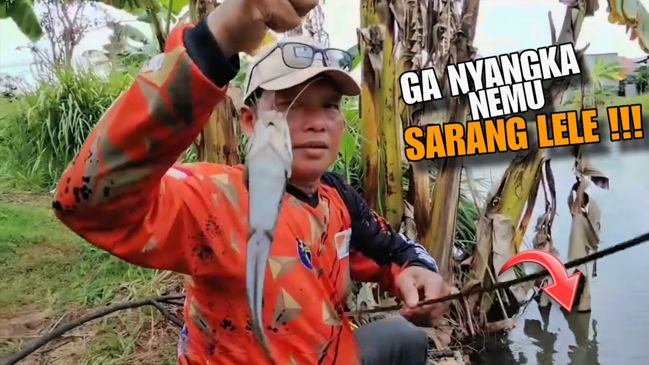 Di perkotaan masih ada aja spot gacor begini #mancing #spotnilaliar 