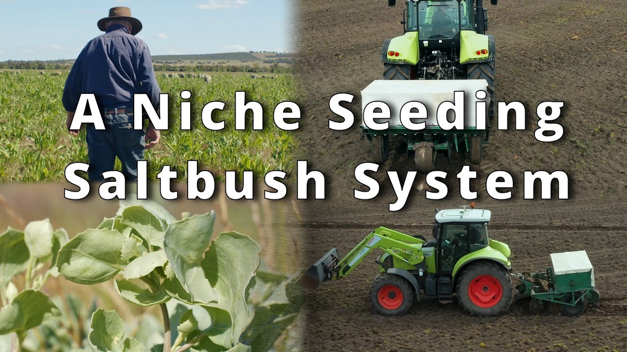 A Niche Seeding Saltbush System