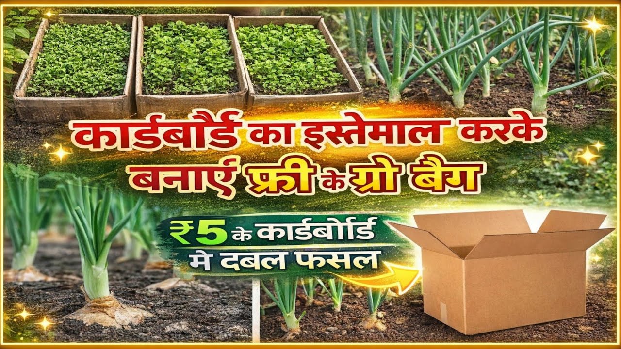 घर पर बनाएं फ्री के ग्रो बैग // ₹5 के कार्डबोर्ड से हमने ली प्याज की डबल फसल 