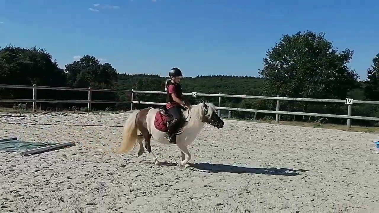 Mazette du Petit Gué (débourrage)