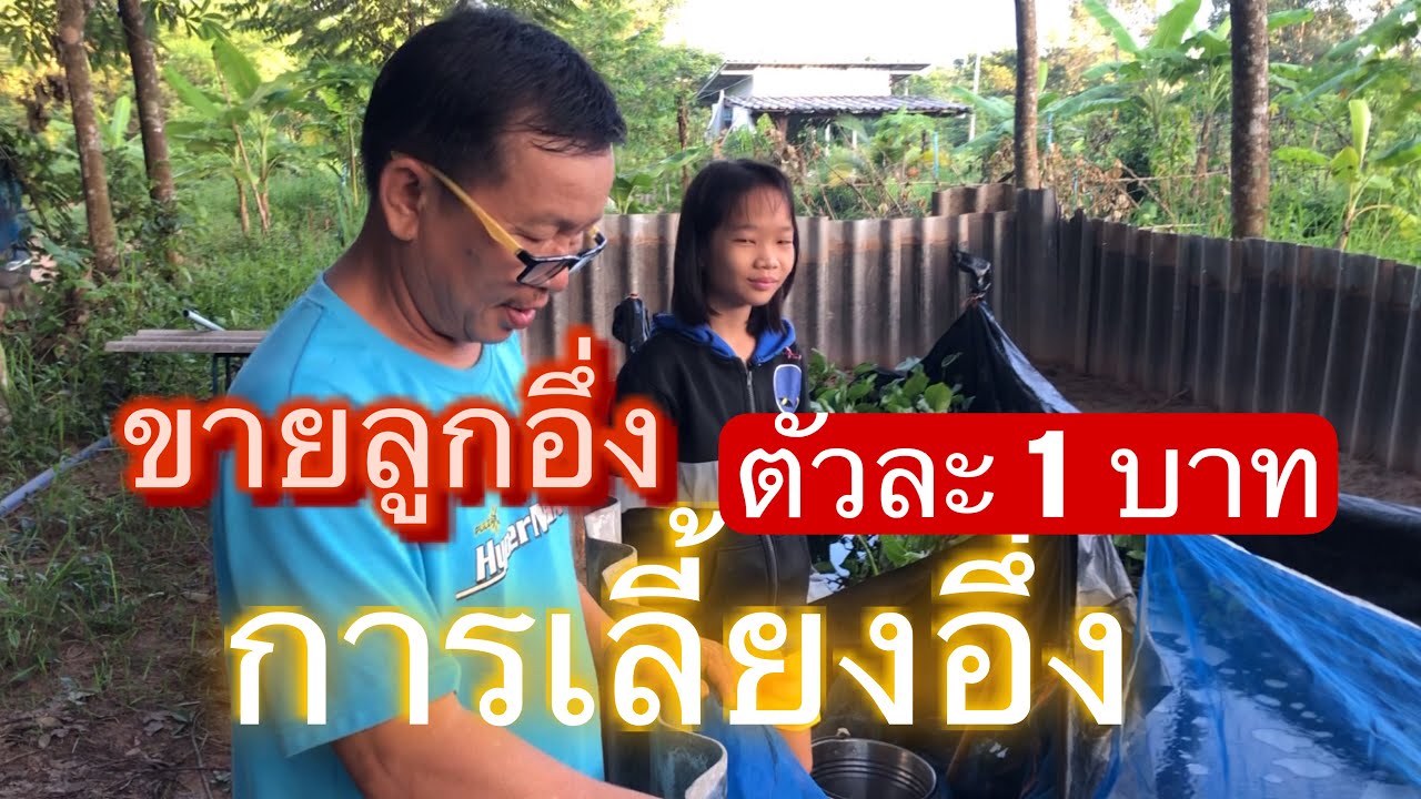 เลี้ยงอึ่งเผ้าลงทุนหลักร้อยรายได้หลักแสนขยายพันธ์ลูกขาย#เลี้ยงอึ่งเผ้า#การเกษตรลูกอึ่งเผ้า