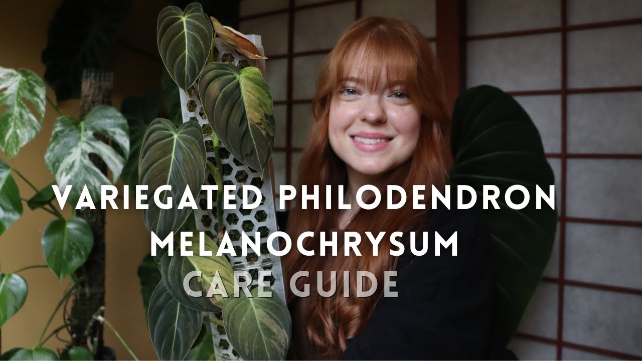 How to care for a Variegated Philodendron Melanochrysum!