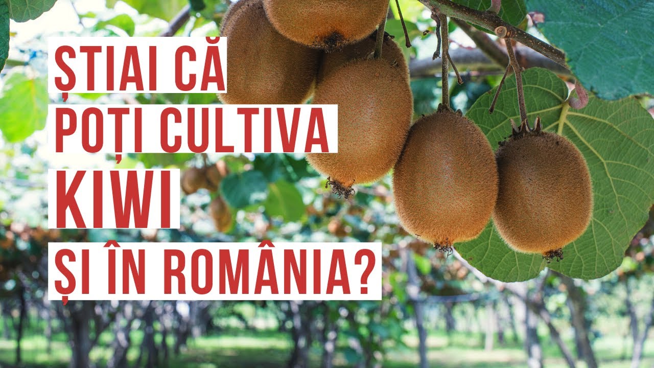 KIWI - un fruct exotic ce poate fi cultivat și in România | VIAȚA ÎN GRĂDINĂ