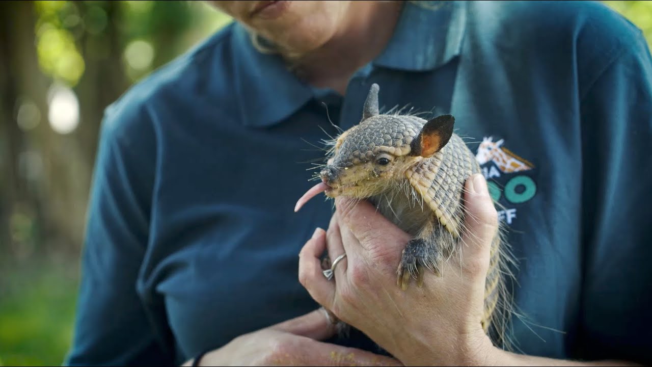 Armadillo Diego at Virginia Zoo