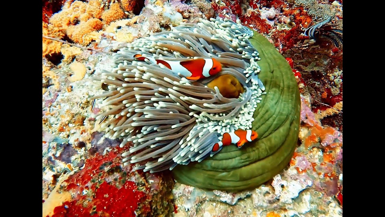 Bali - Clownfische, Seeanemonen, September 2023