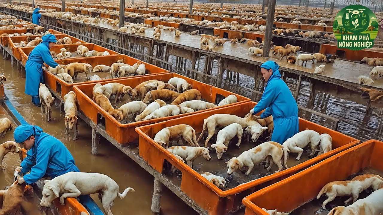 🐕 Kh&ocirc;ng Ai Ngờ: N&ocirc;ng D&acirc;n Trung Quốc Nu&ocirc;i Hơn 10 Triệu Con Ch&oacute; Mỗi Năm Chỉ Để Lấy Thịt !