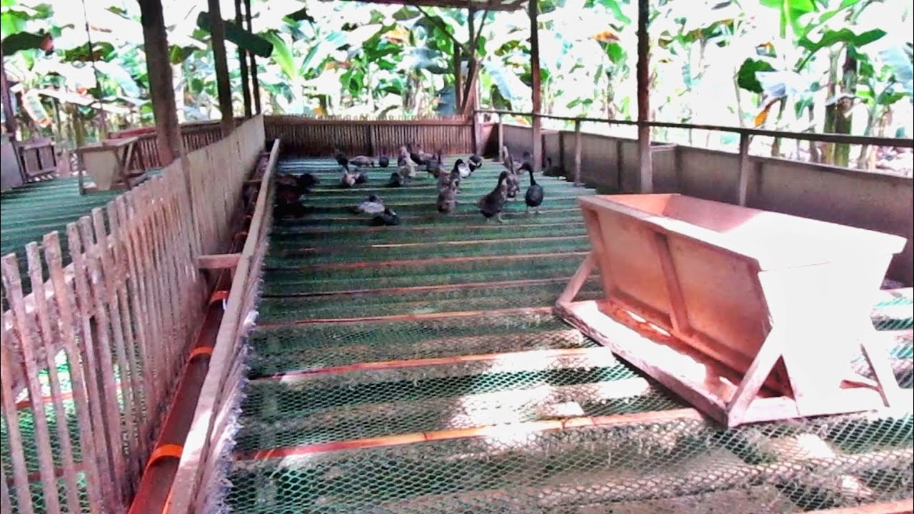 EP-016 | Semi-Poultry Duck house(Complete Details) | Modern Duck house | Bahay Ng Itik