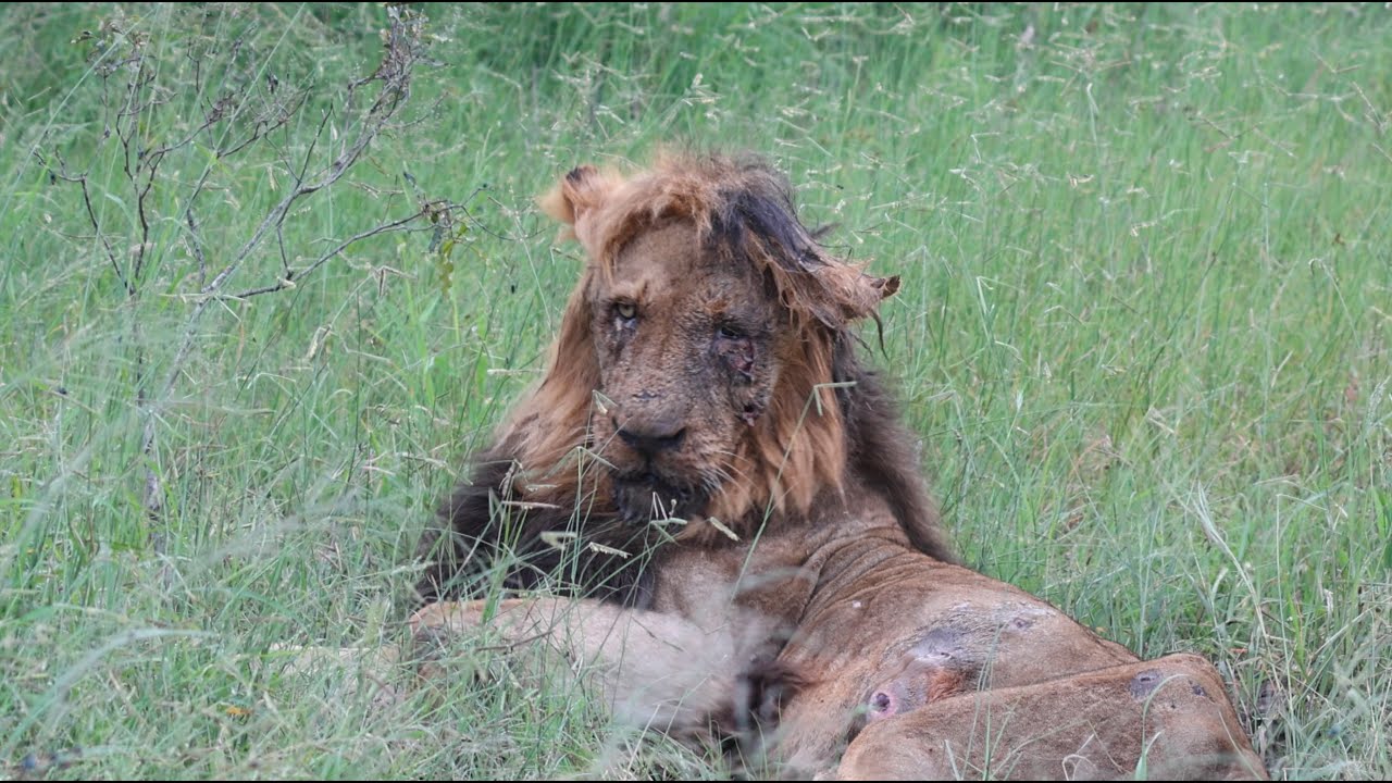 Male Lion Badly Mauled After a Massive Fight (Mandevu) - Sensitive Visuals
