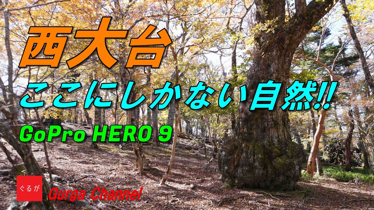 【大台ヶ原】 ここにしかない自然！「西大台利用調整地区」燃える紅葉 1日30名の限定入場 DAY 1/2 西大台(奈良県)