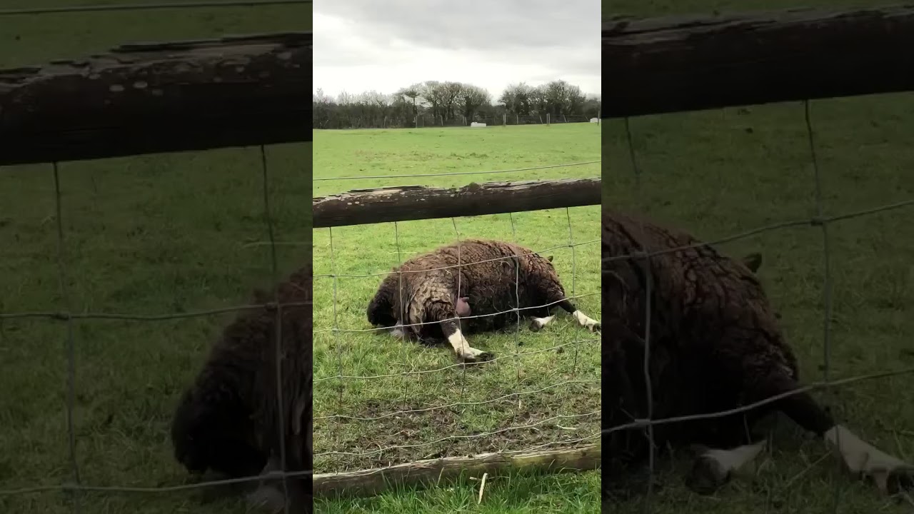 Live birth of a gorgeous lamb! Graphic but amazing! Our Ewe does fantastically well unassisted