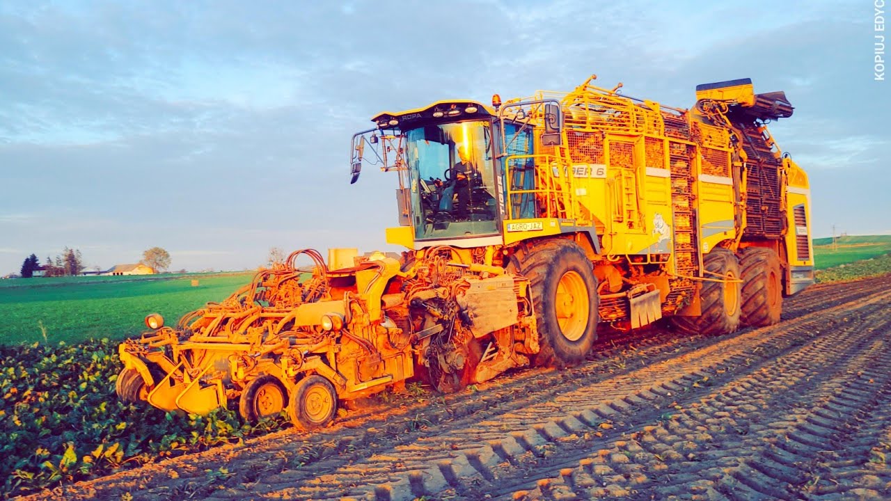 🇵🇱🌱Kopanie Buraków 2024 🐅ROPA TIGER 6🐅🔥Agro-Jaz🔥