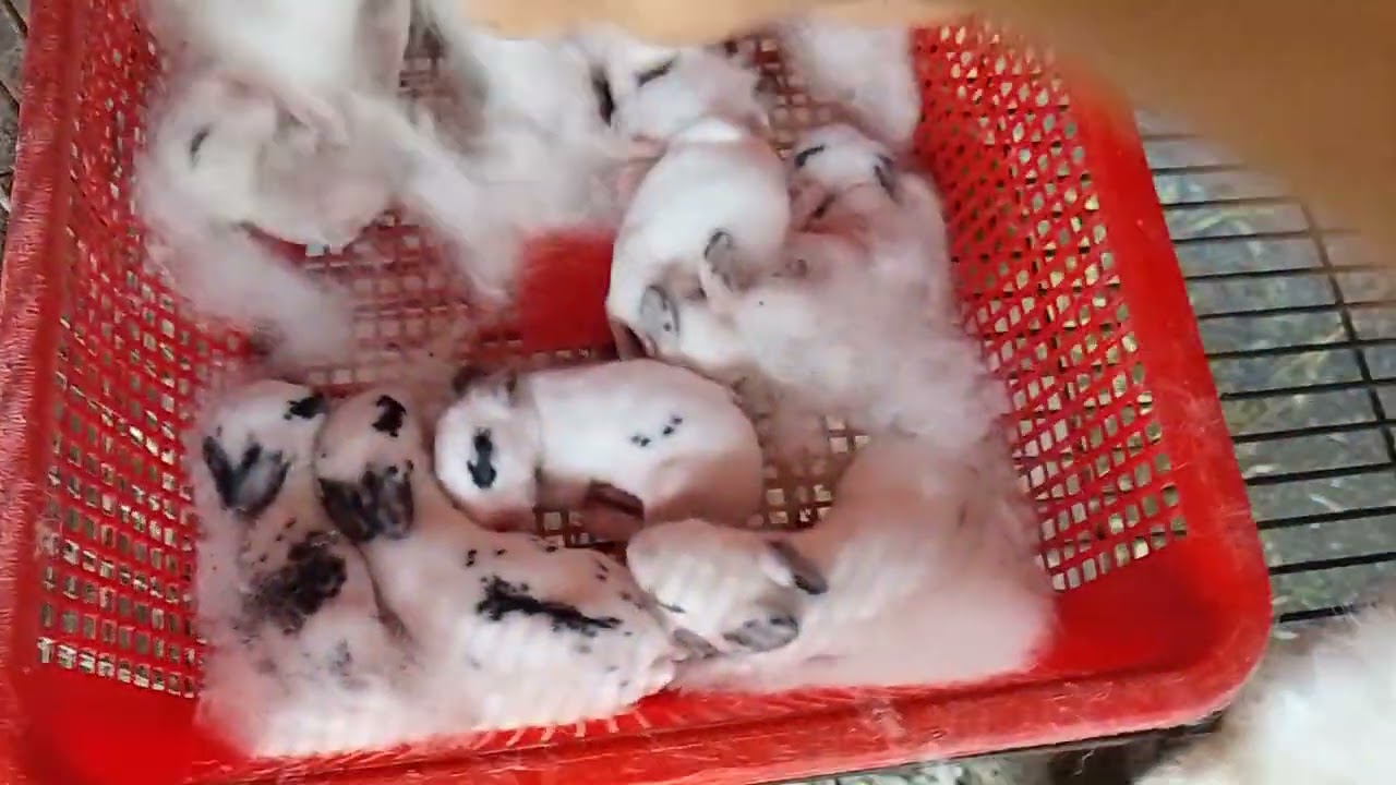 Thỏ nái ôm con 4kg 2
