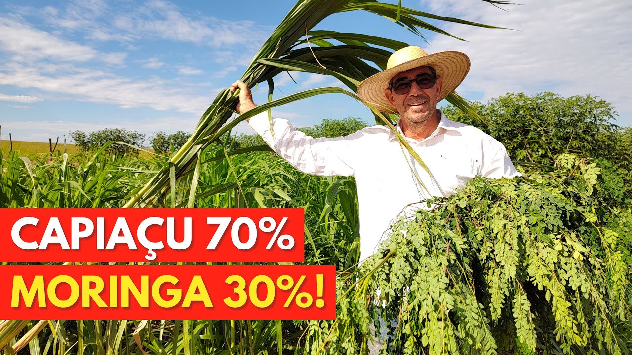 Ideia REVOLUCIONÁRIA na PECUÁRIA LEITEIRA! (Capiaçu + Moringa).
