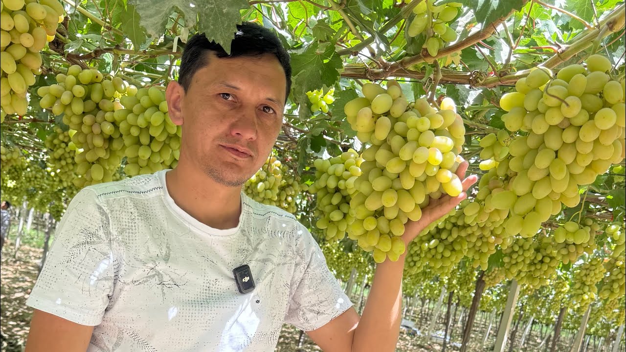 Тожикистон узум боглари рекорд куйдику