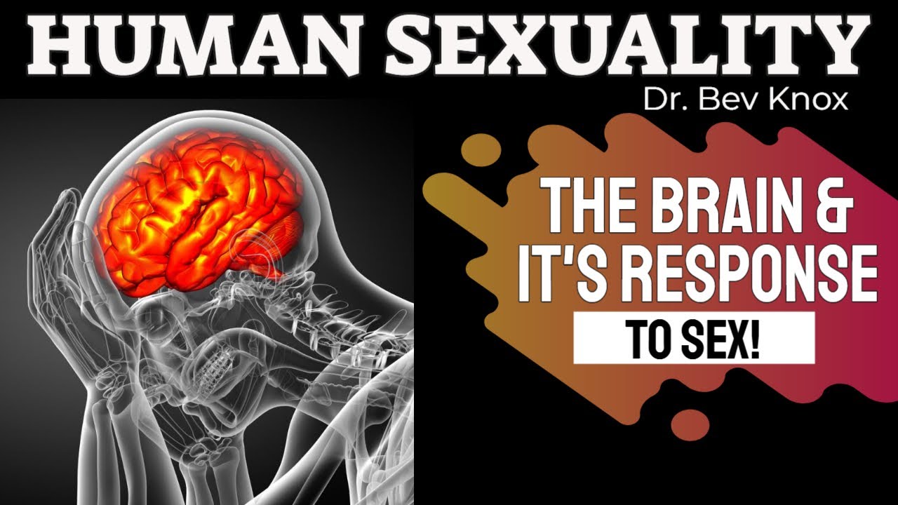The Brain During Sex