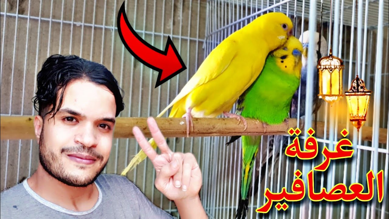 جولة في غرفة العصافير سكرة 🐦 وضعت البيض🥚منار و فراخها الصغار 😍