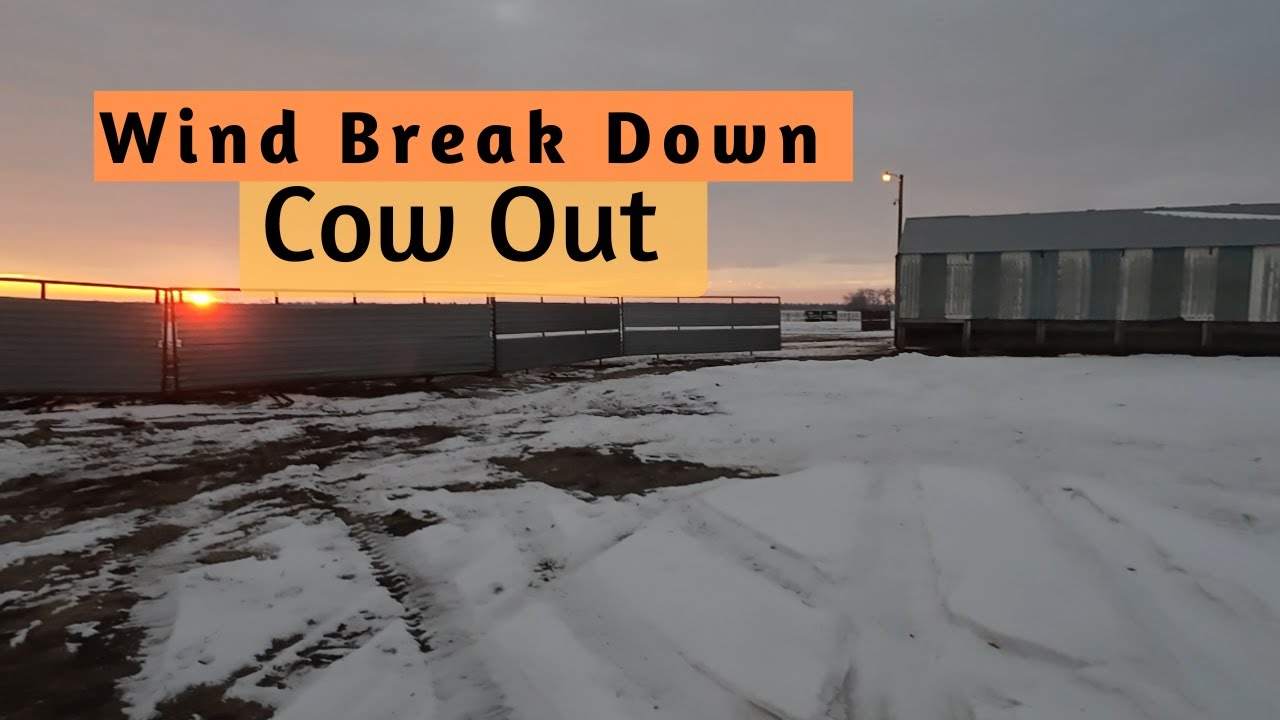 Wild Wind Hits the Farm - Windbreak Down & Cow Escapes