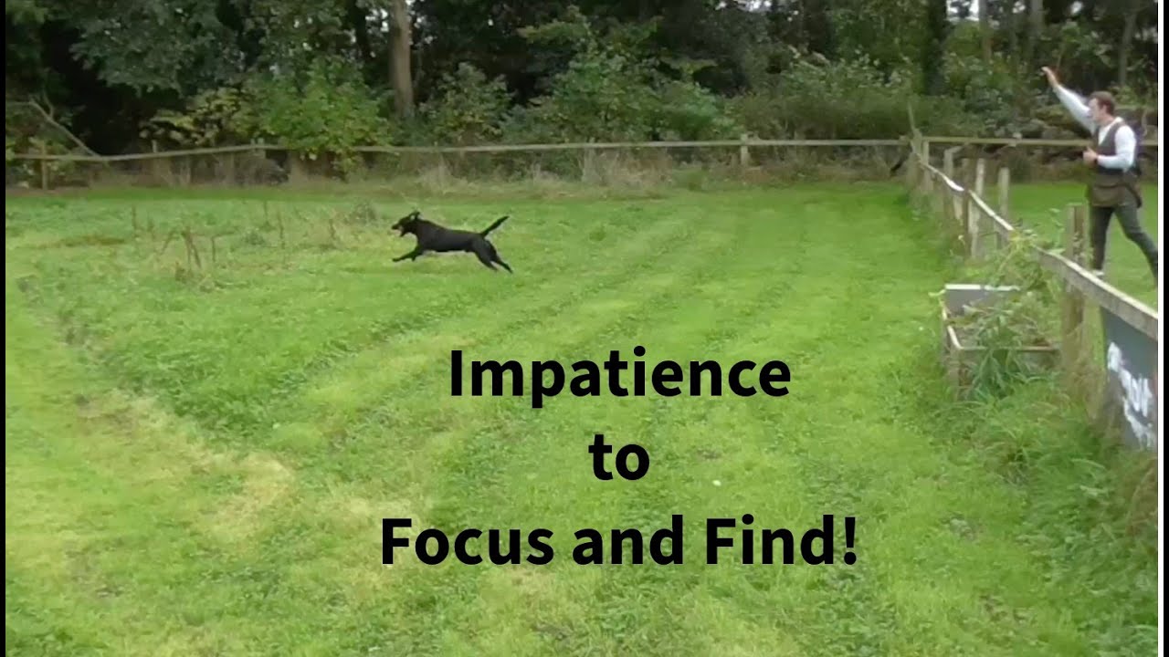 Impatience to Focus and Find 🐕‍🦺  - young inexperienced dog!