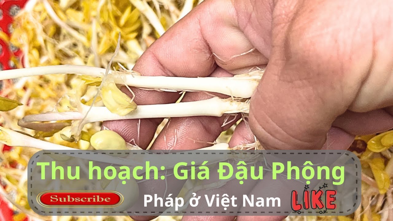 Thu hoạch: Giá Đậu Phộng