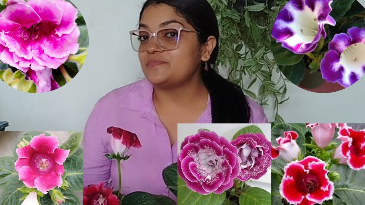 Gloxinia - Tips para cultivarlas fácilmente