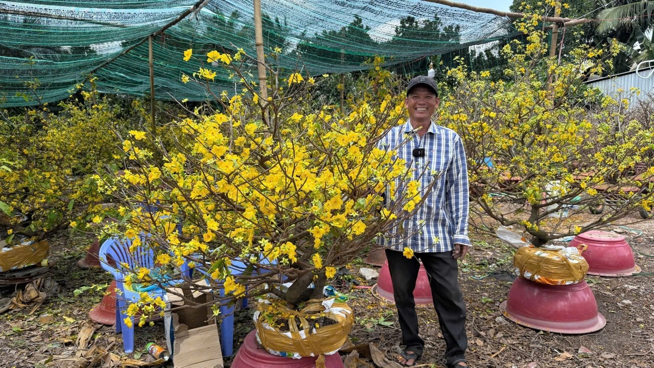 MAI GIẢO TÂN CHÂU ngày 18/3/2O26 (#0917145232 ÚT EM)  -  @bonsai Can Tho