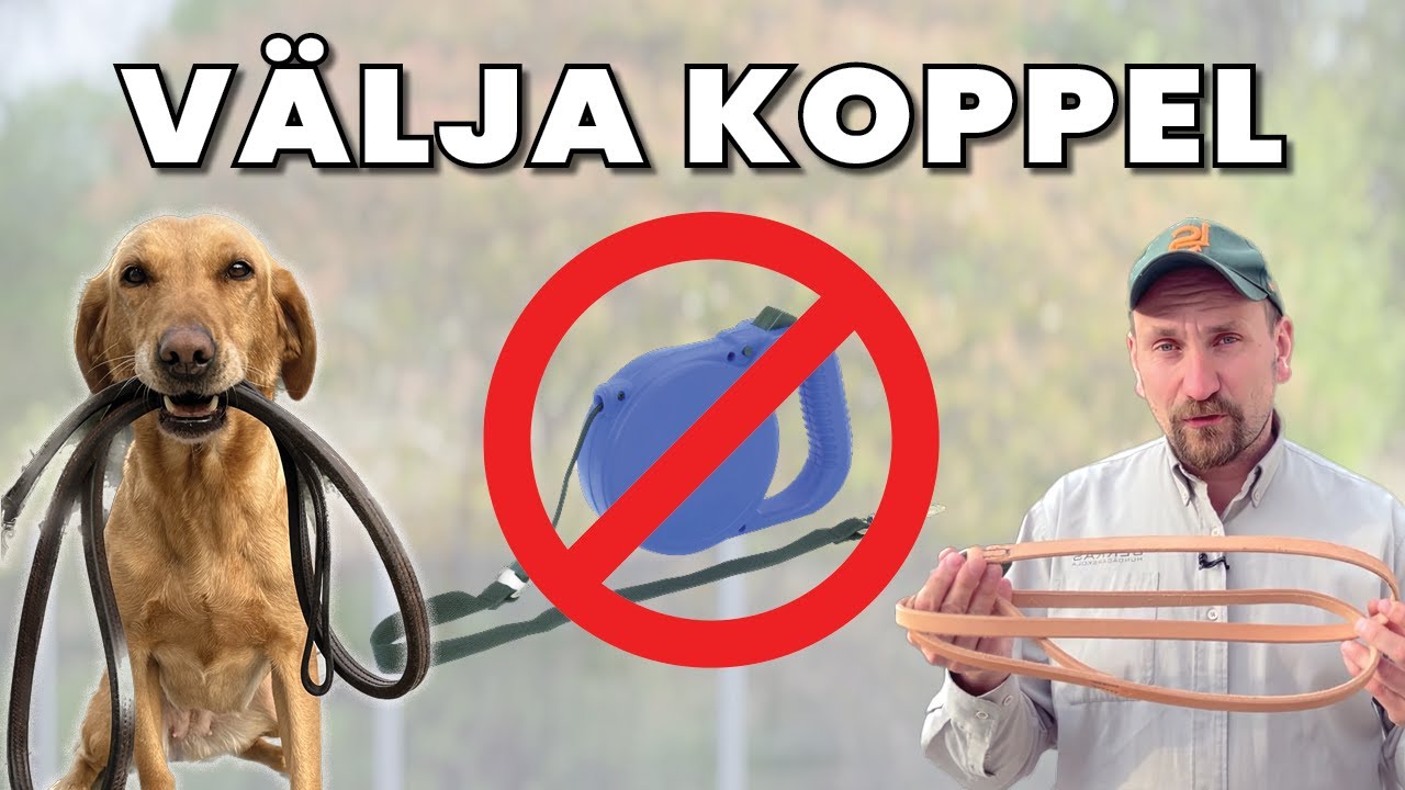 Flexikoppel, Retrieverkoppel, nylon eller läder? Vad ska man ha för koppel!