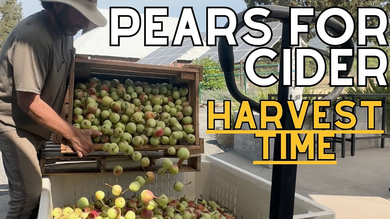 Watch Us Harvest 500 Pear Trees for Cozy Cider Season!