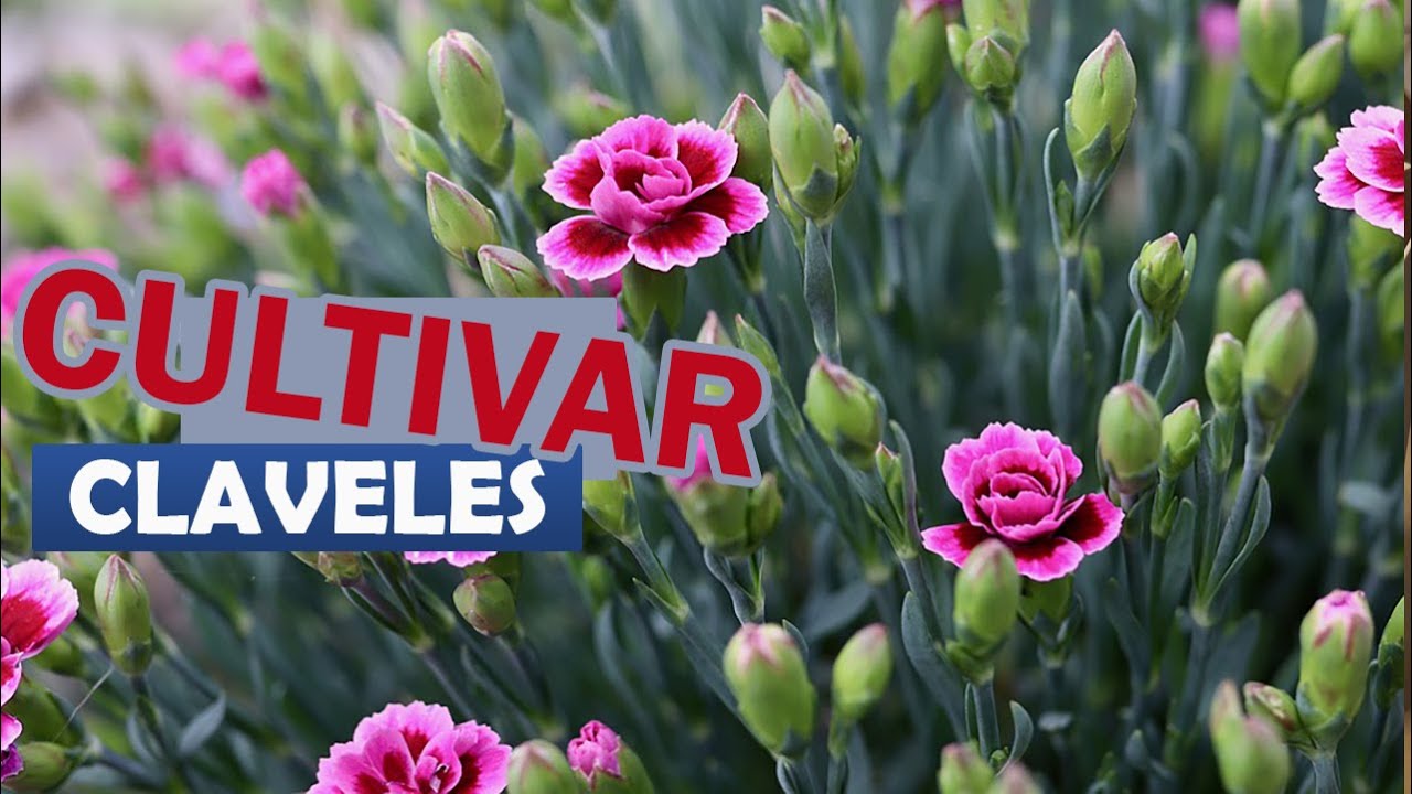 Cultivar Claveles por SEMILLAS f&aacute;cilmente&nbsp; 🔶🌸