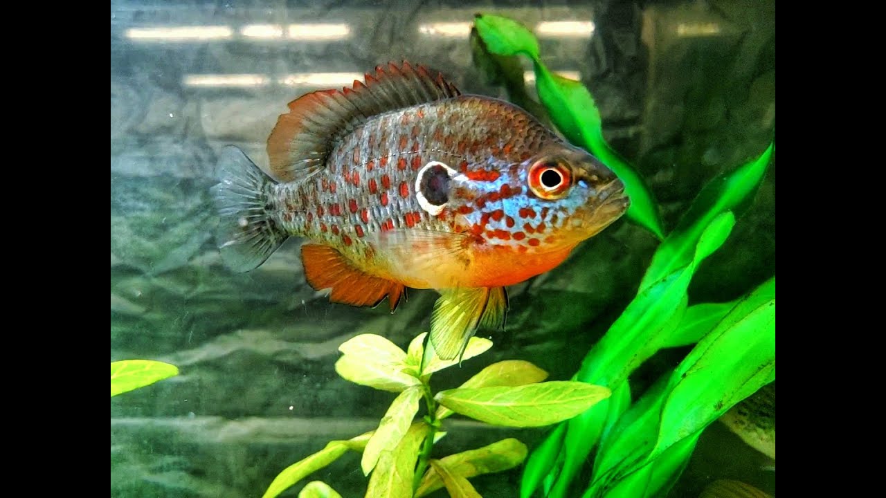 Native Fish Tour
