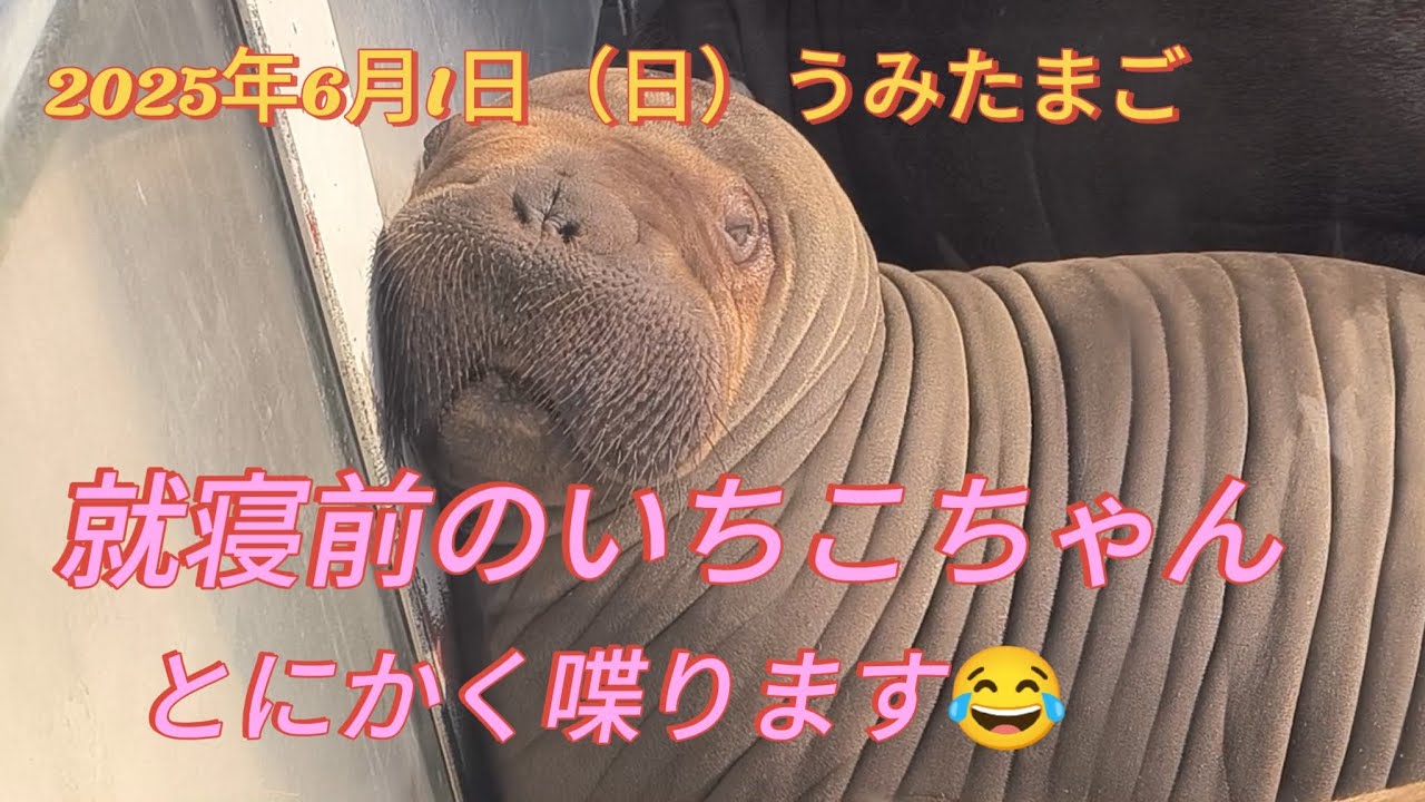 【大分マリーンパレス水族館うみたまご】2025年6月1日みんな川の字、いちこちゃんは絶対に真ん中！
