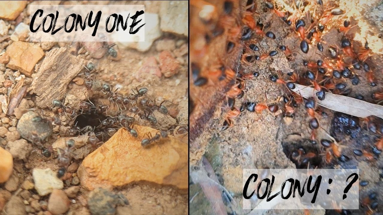 How I Discovered 100 AUSTRALIAN Ant Colonies