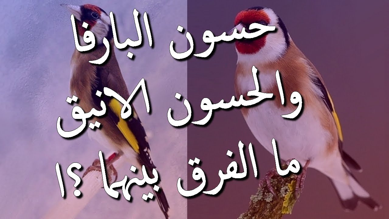 الفرق بين الحسون البارفا 