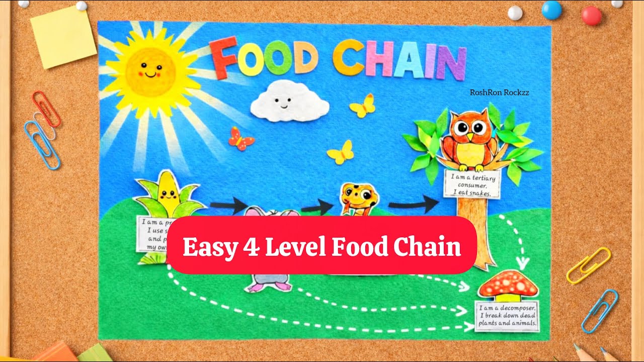 FOOD CHAIN Model School Project for kids Easy Simple Model of Food chain 4 Level #roshronrockzz