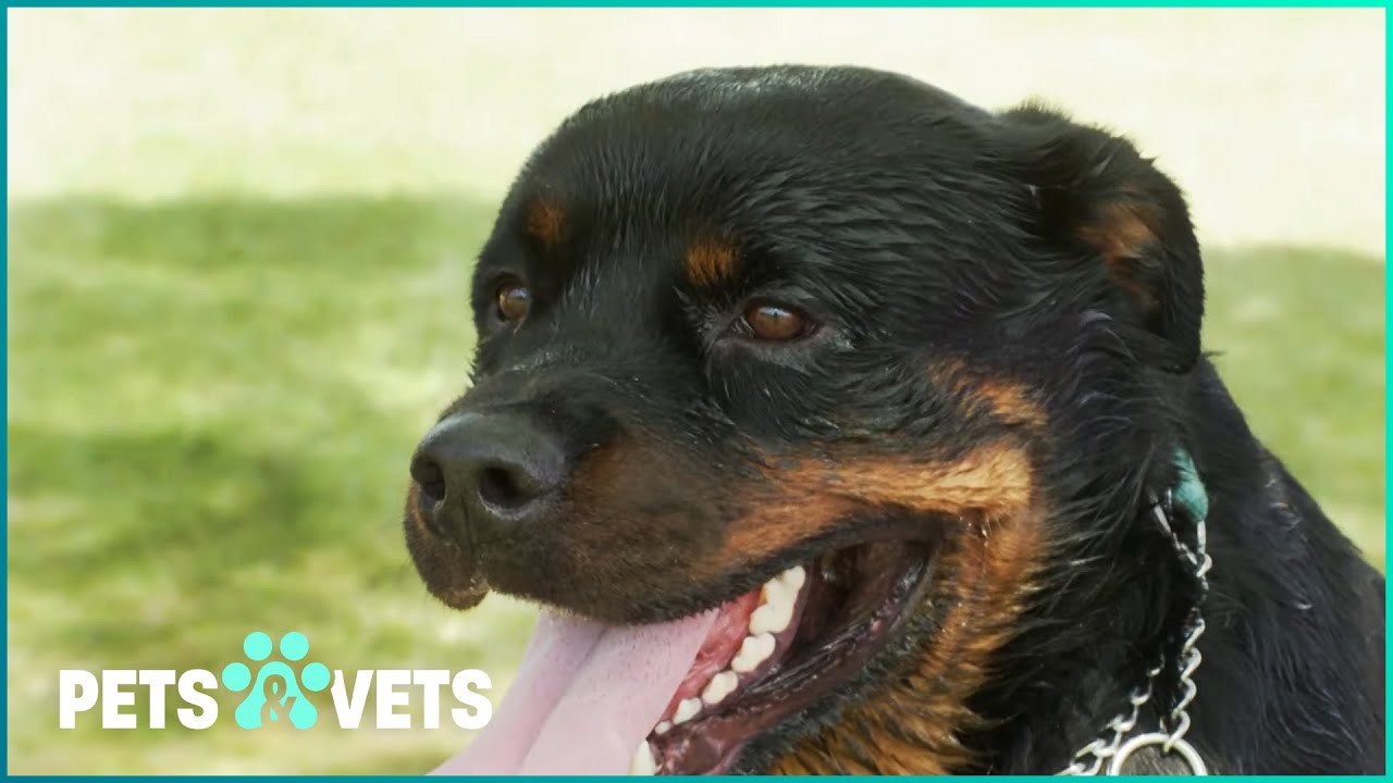 Max The Rottweiler Gets One Last Chance At Life To Behave | Pets In Paradise