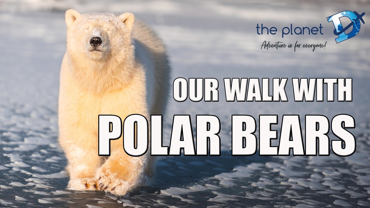 We Came Face to Face with Polar Bears - Manitoba Walking Safari!