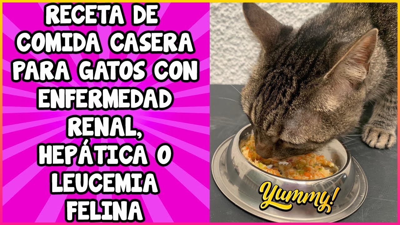 Comida Casera Para Gatos Con Problemas Renales, Hep&aacute;ticos y Leucemia Felina - SiamCatChannel