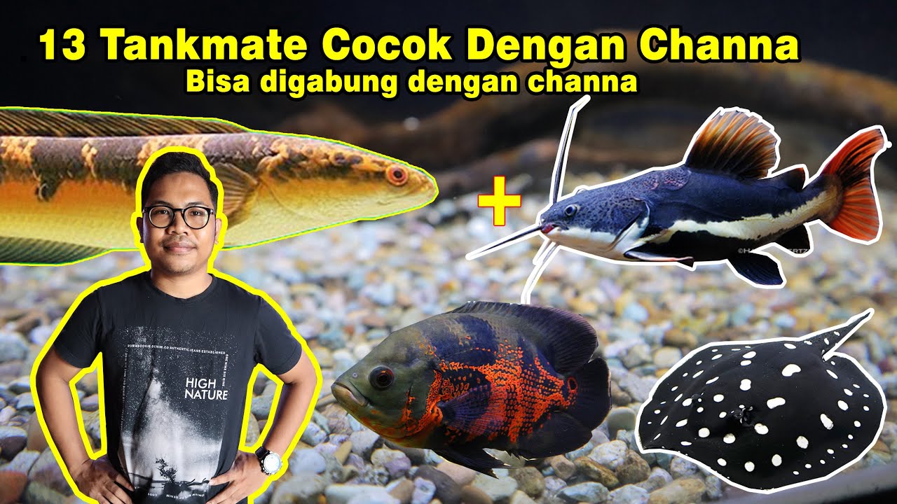 13 IKAN COCOK TANKMATE DENGAN CHANNA....