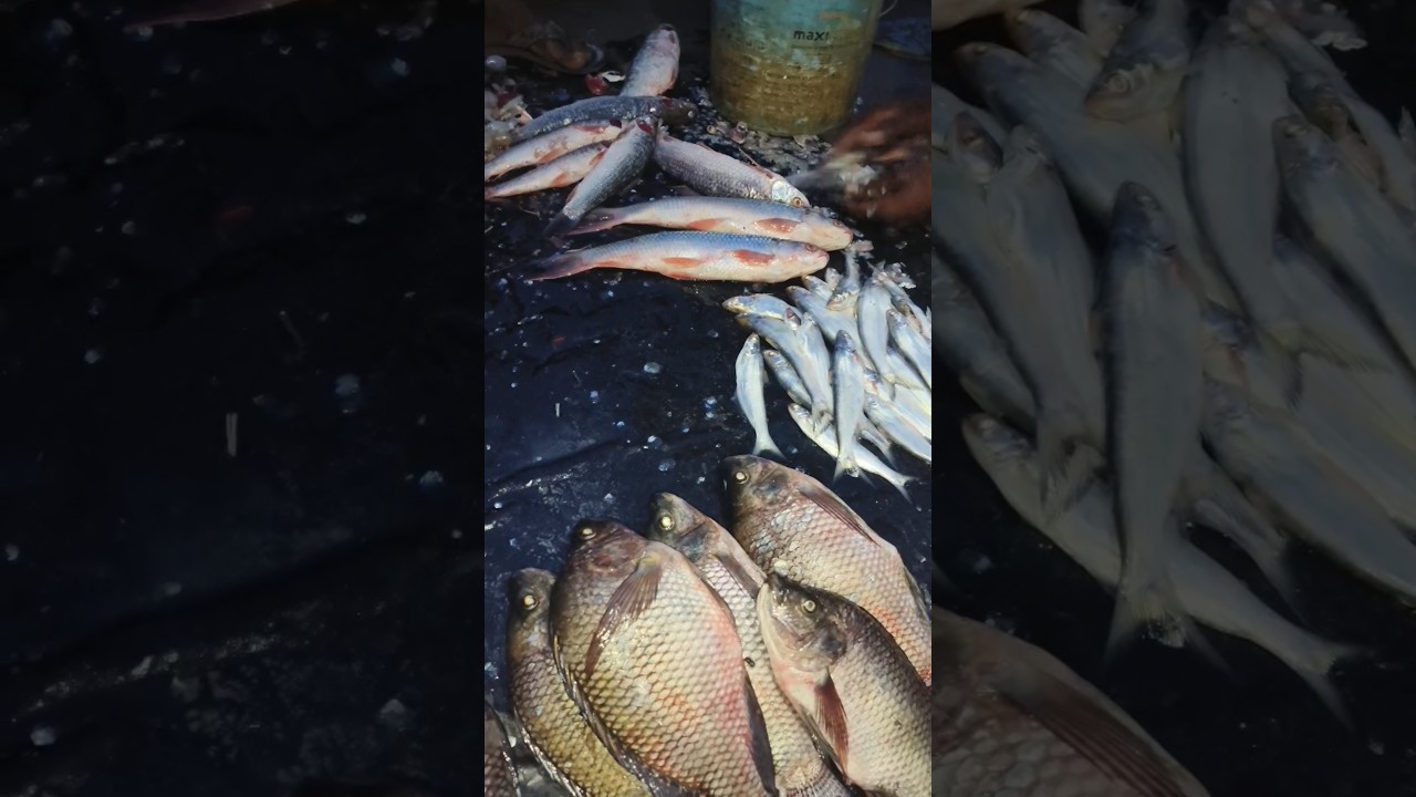 #fishcutting #cuttingskills #machlimarket #machli #biharifish #fishingvideo #fishmarket #naugachia