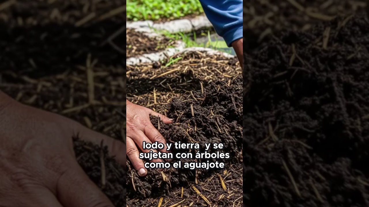 &iquest;Qu&eacute; son las chinampas