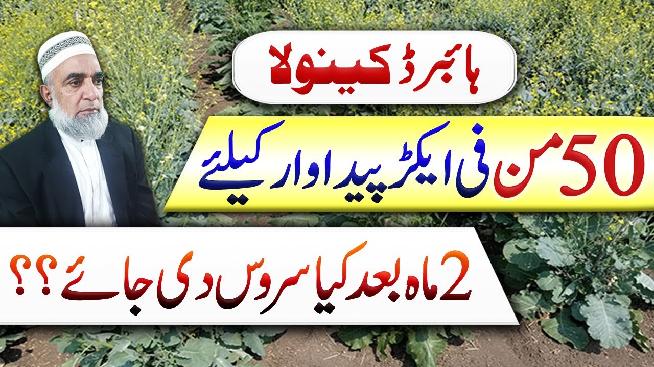 How to achieve 50 maunds yield from hybrid Canola || Crop Reformer