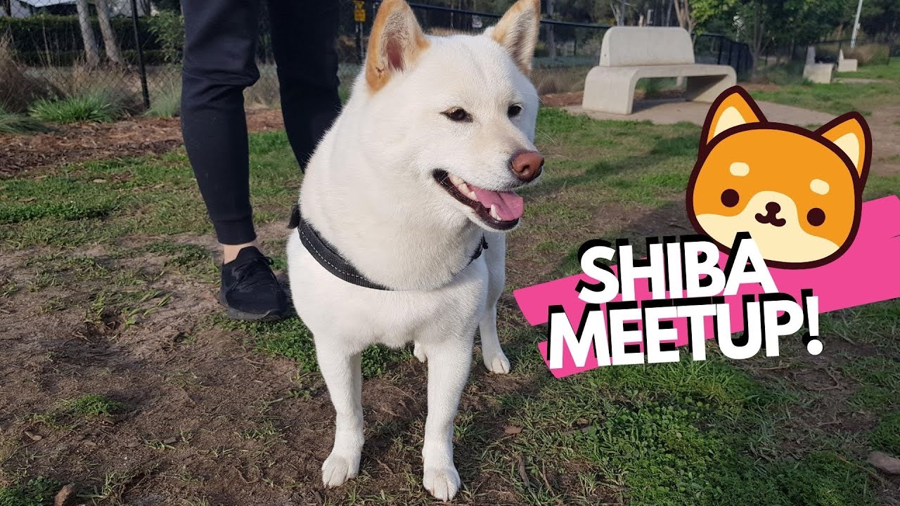 Shiba Inu Joins a Shiba Dog Meetup