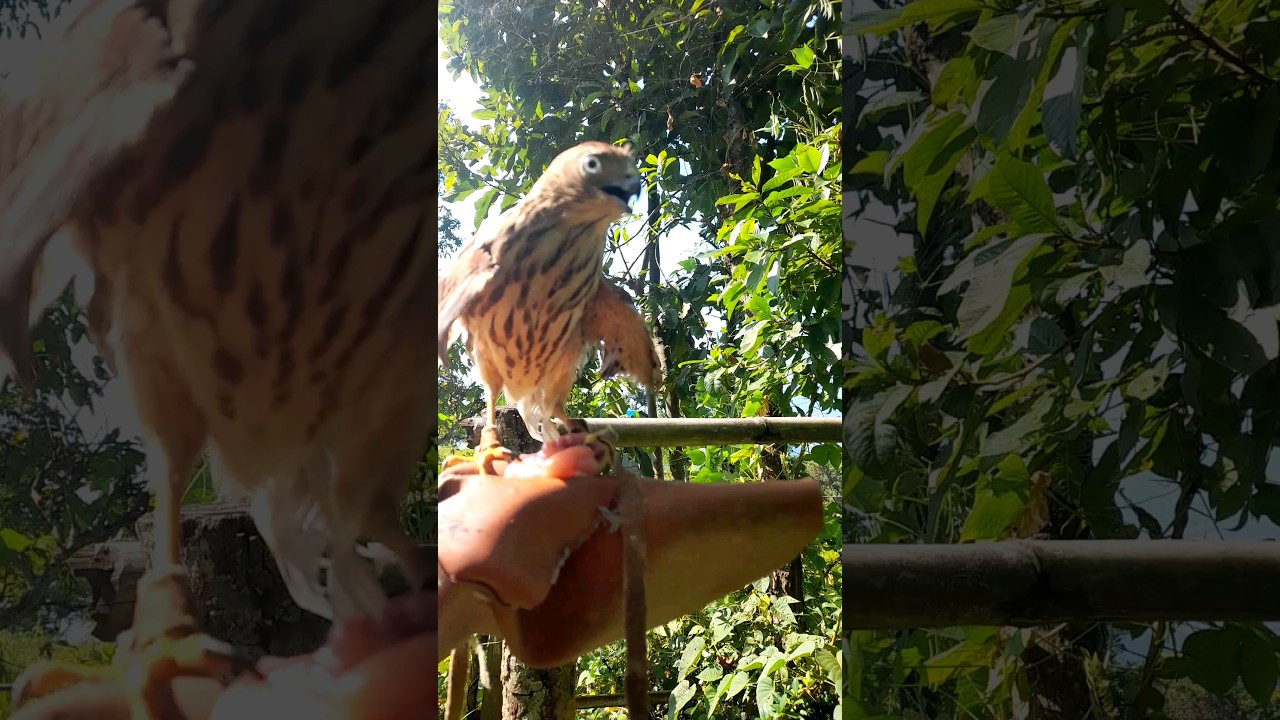 hawk sound #birds #hawk #bird
