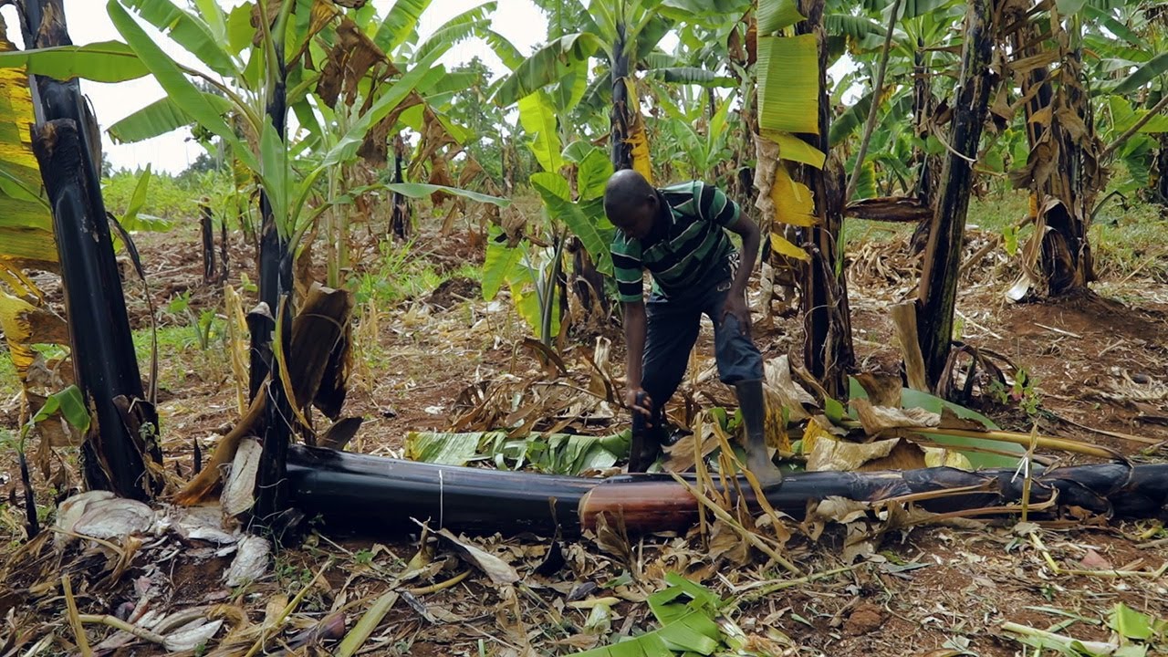 Managing Xanthomonas Wilt of Banana (BXW) using Single Diseased Stem Removal (SDSR) technique