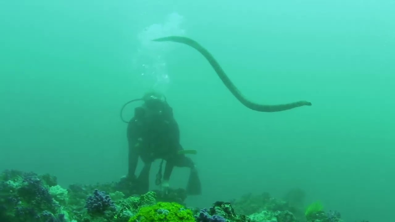 Diving Belongas Lombok Indonesia - Ben Linders
