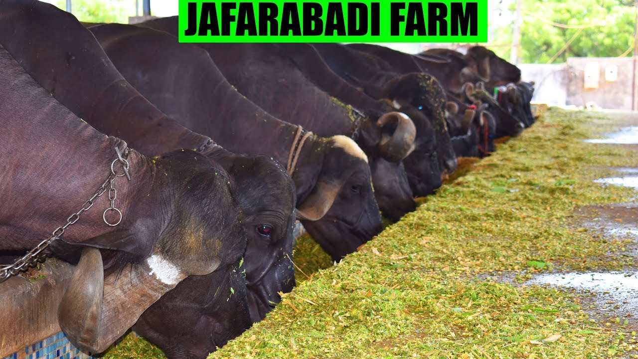 Jafarabadi Buffalo Farm | Nagori Dairy Farm Bharuch