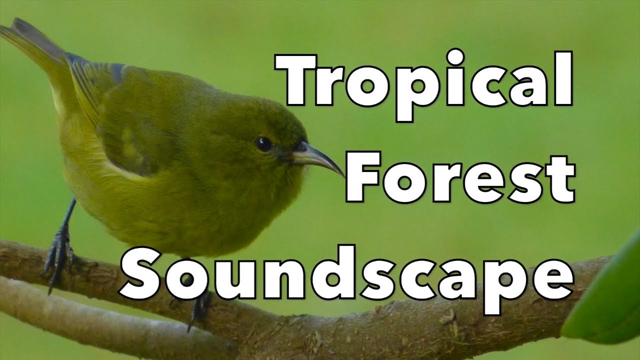 Tropical Birds Soundscape | Relaxation Sounds | 10 hours
